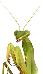 mantis closeup